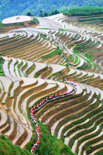 龙脊梯田景区平安村2014龙脊梳秧节