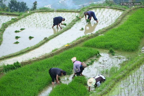 龙脊梯田景区平安村2014龙脊梳秧节