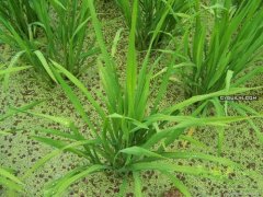 龙脊梯田景区平安村2014龙脊梳秧节