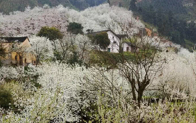 这里的农历二月，漫山遍野的梨花，在花海之中迷失